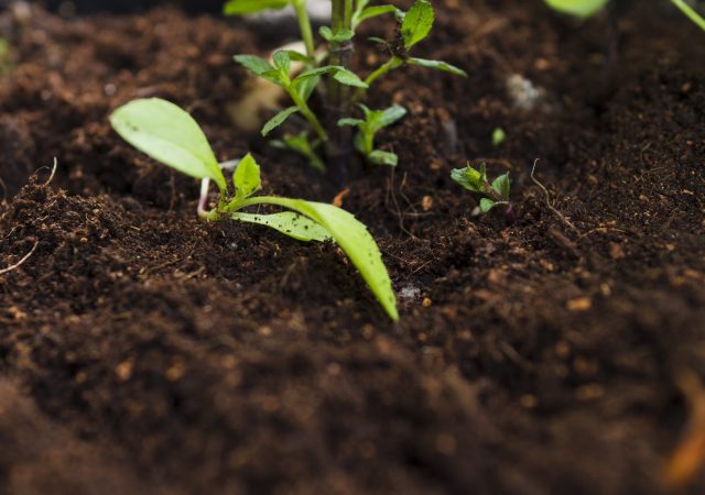 Agricultural plant and soil prepared for laboratory testing